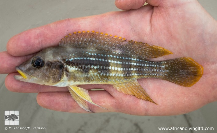 Neolamprologus tetracanthus 'Udachi'